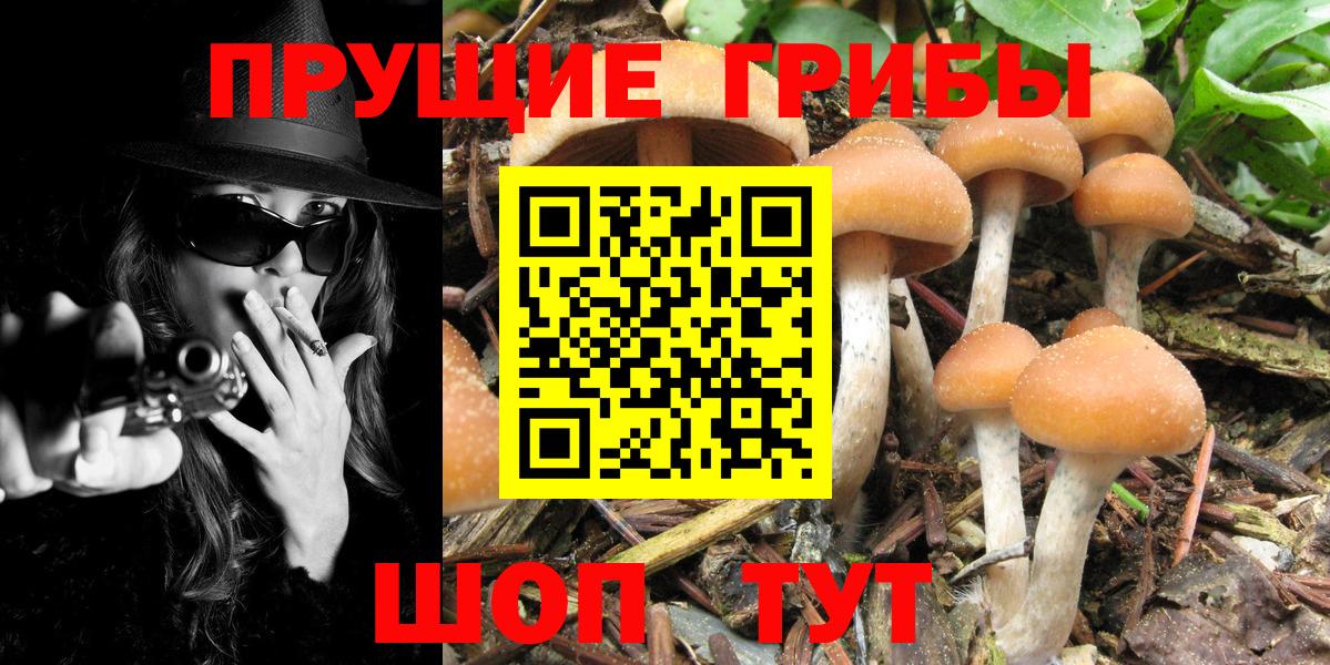 Псилоцибиновые грибы Psilocybe Нурлат